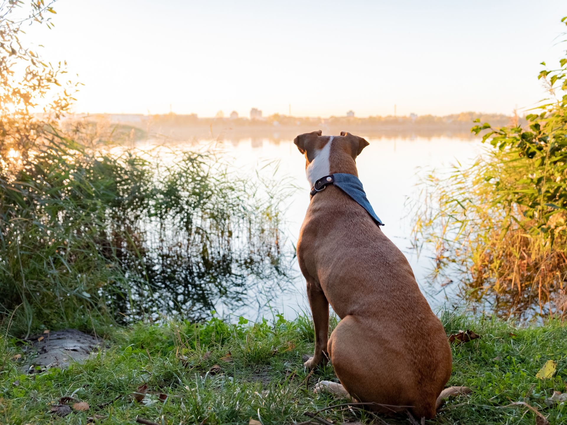 dog_at_lake