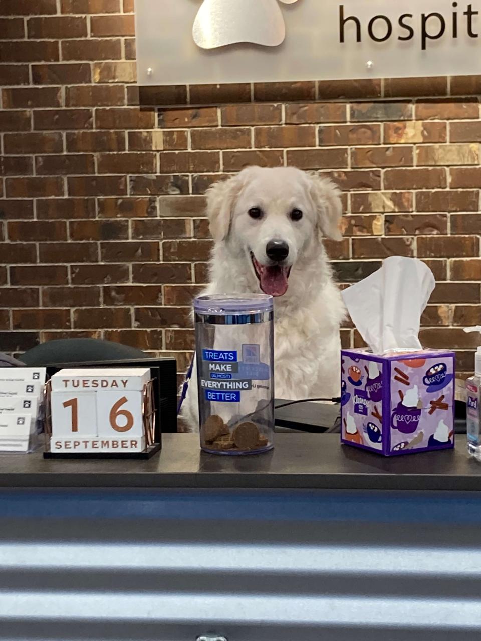 Dog at front desk of Inglemoor Animal Hospital
