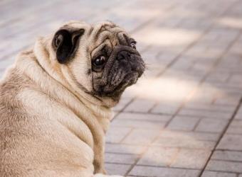 Fighting Pet Obesity: How to Keep Your Dog or Cat at a Healthy Weight