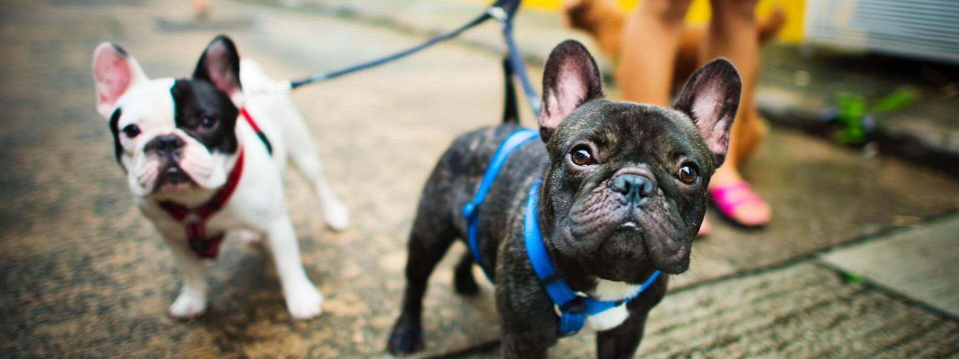 4k-wallpaper-adorable-animal-1249208