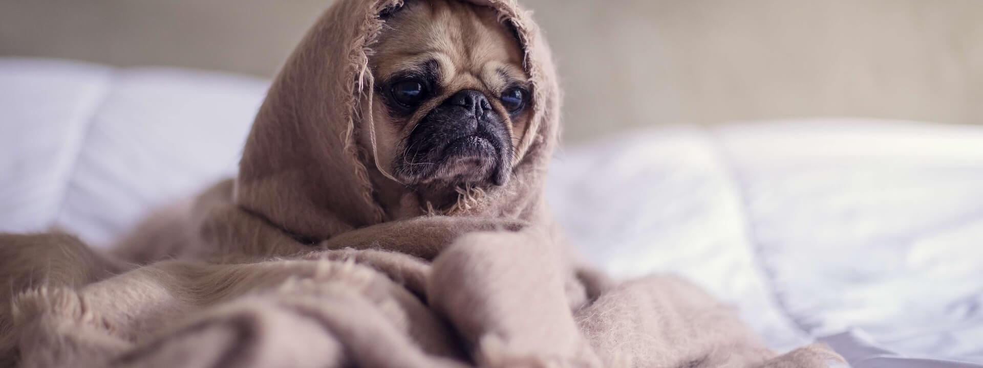 adorable-animal-bed-374898