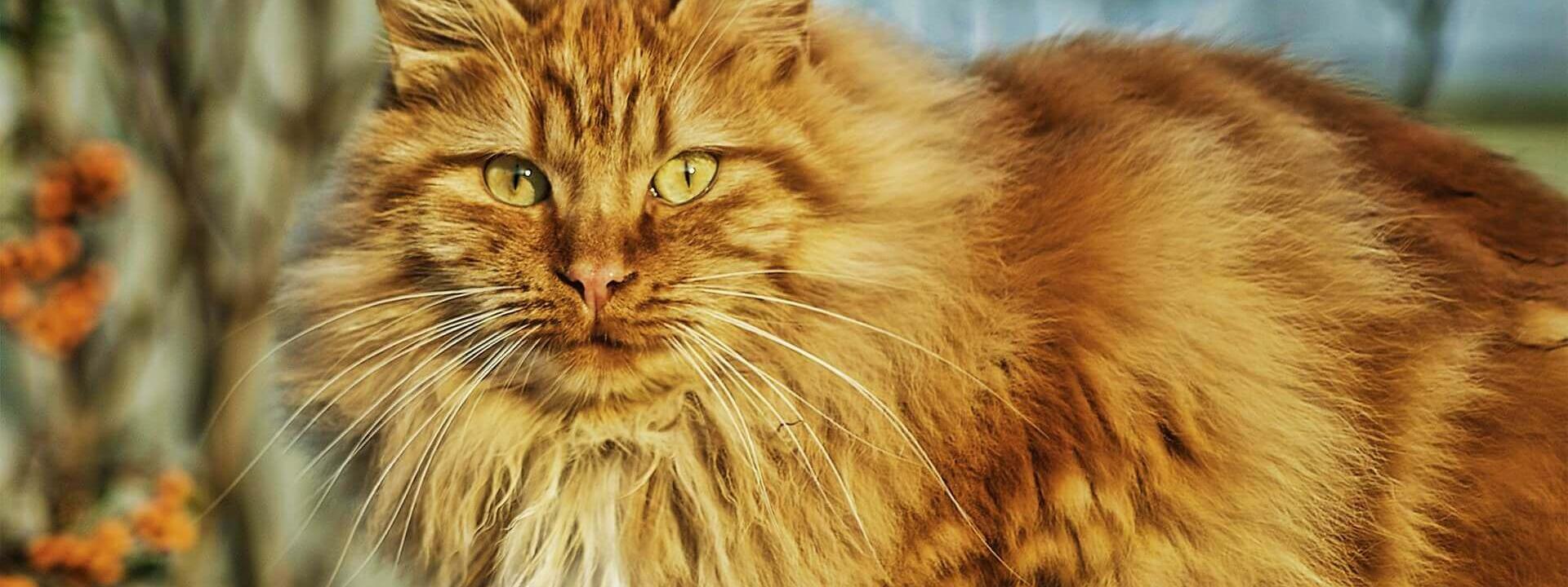 cat