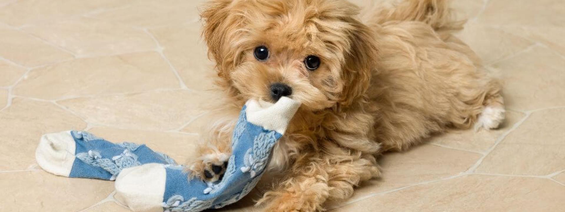 A small puppy chewing on socks, which could give owners puppy blues