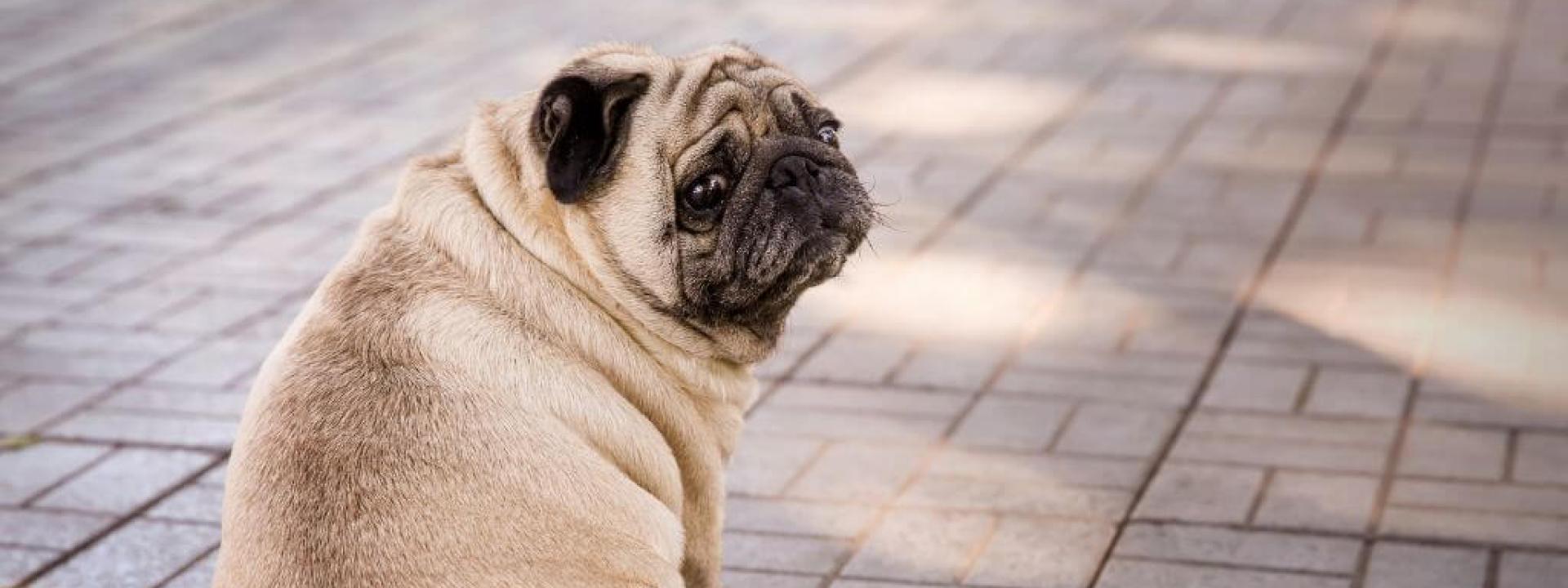 Fighting Pet Obesity: How to Keep Your Dog or Cat at a Healthy Weight Overweight pug looking over its shoulder