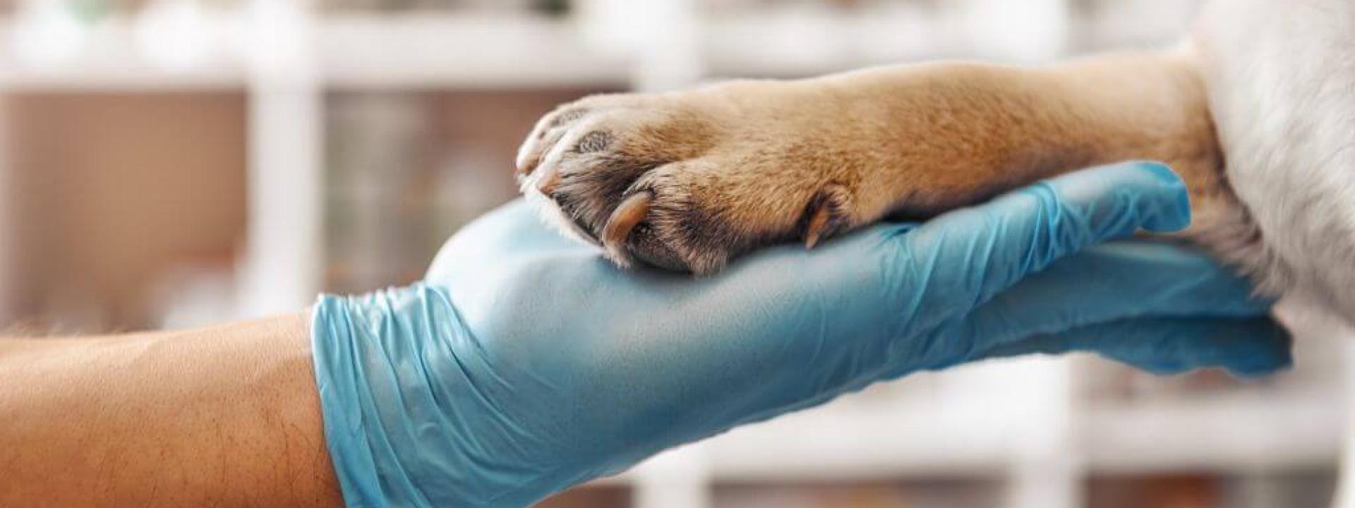 Maximizing Canine Health: The Importance of Lab Work Through Your Dog's Life A veterinarian's gloved hand holding a dog's paw