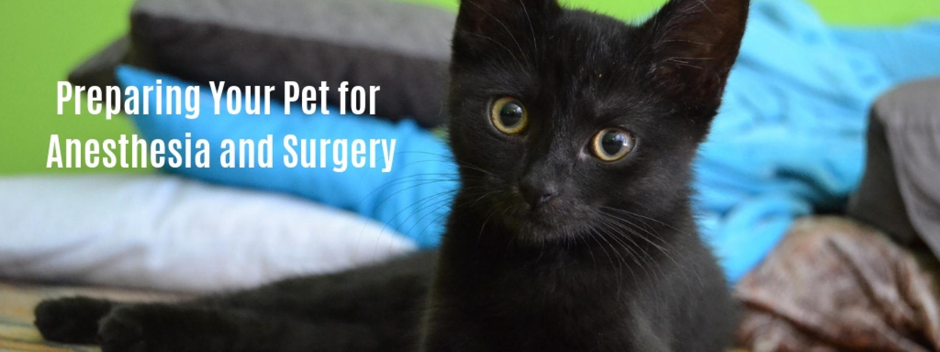 Preparing Your Pet for Anesthesia and Surgery Photo of a kitten looking inquisitively at camera