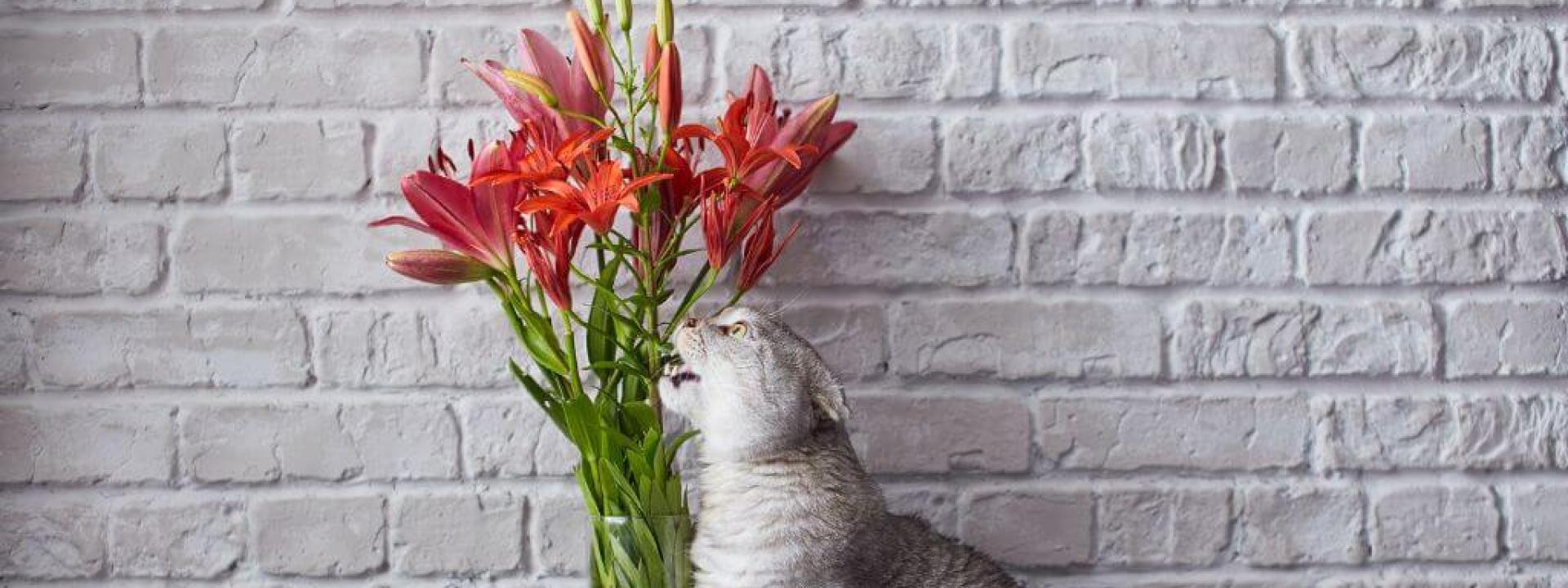 Lilies and Cats: The Dangers of Lily Poisoning Every Cat Owner Should Know About  Gray cat chewing on lily flowers in a vase, at risk of lily poisoning