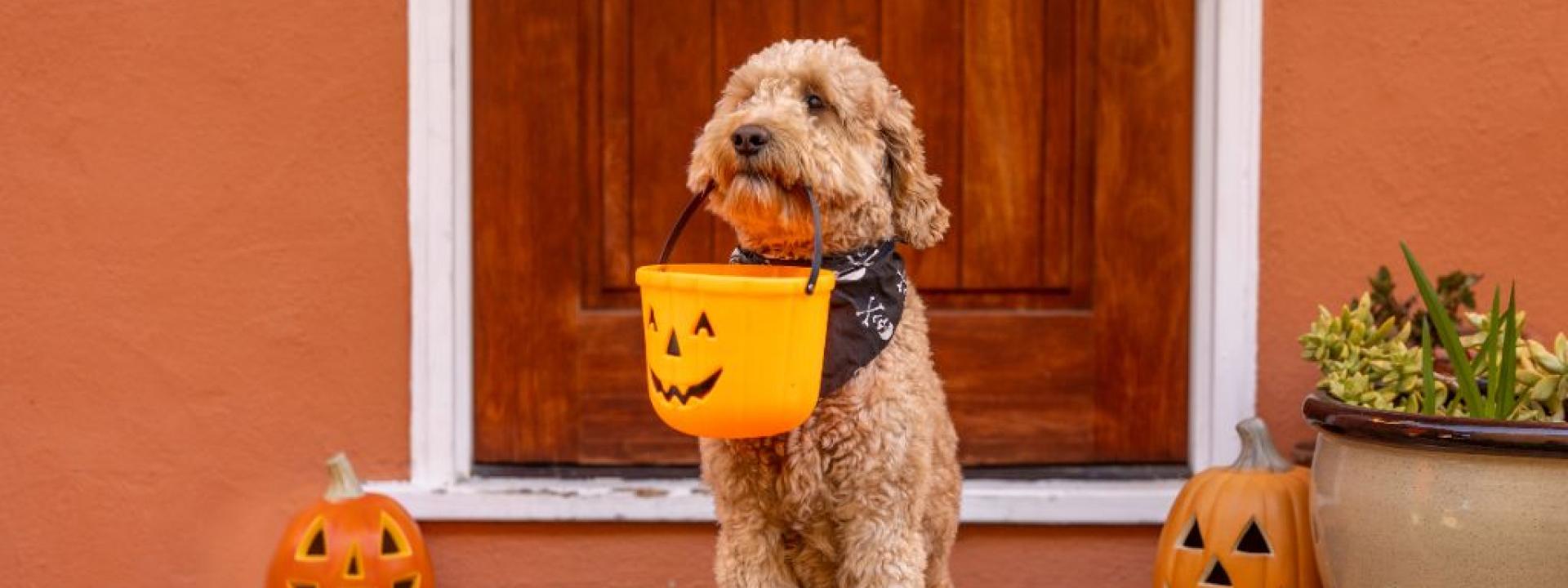 Warning: These Halloween Candies Can Be Toxic to Dogs and Cats Brown Doodle Dog posing with a Halloween candy pail in front of a house